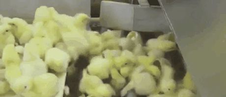 Đây là những hình ảnh ngành công nghiệp chăn nuôi thịt muốn che giấu với cả thế giới