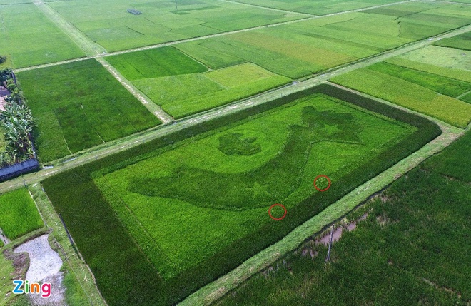 Bản đồ Việt Nam trên cánh đồng lúa ở Nghệ An