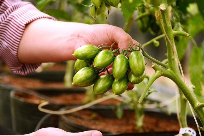 Giá cà chua Đà Lạt lên kỷ lục 180.000 đồng/kg