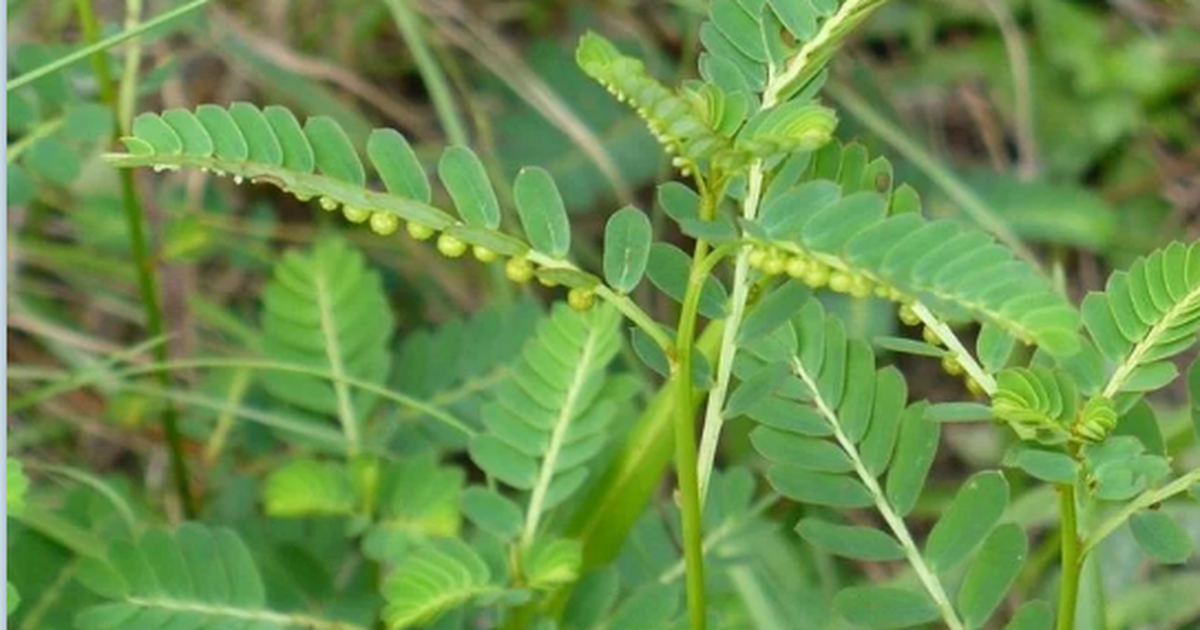 9 bài thuốc từ cây chó đẻ