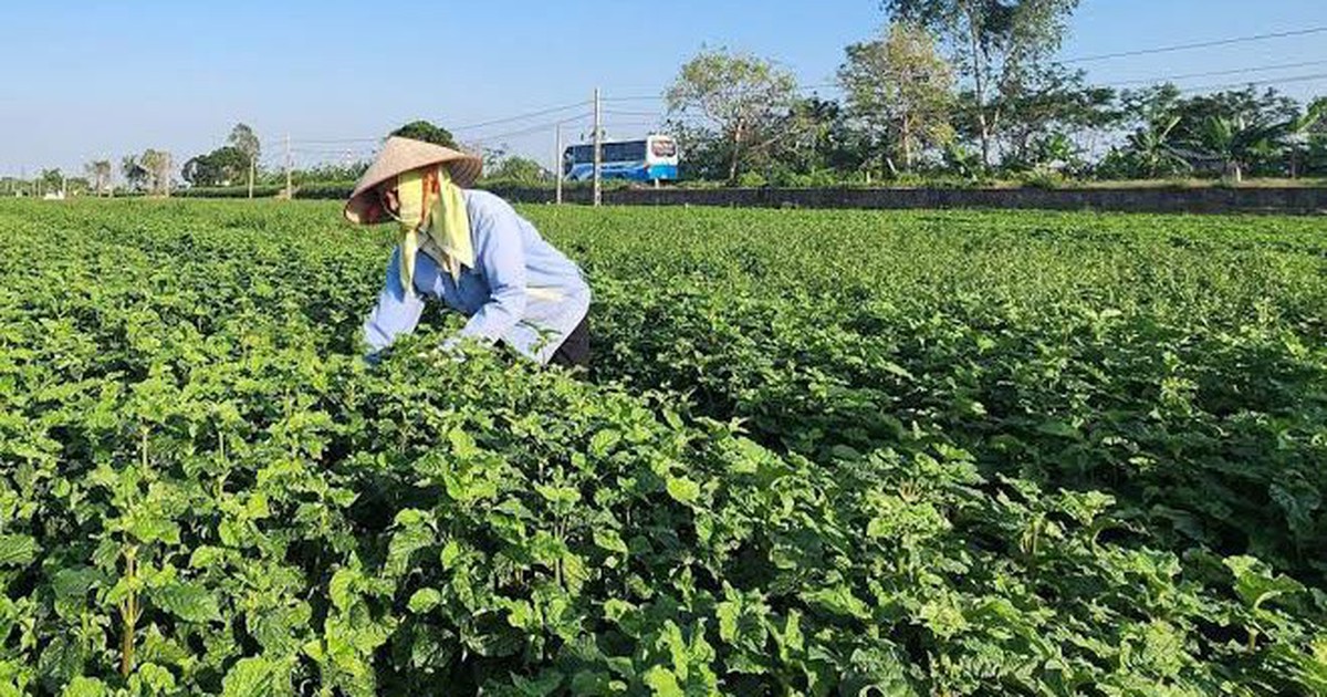 Từ những chuyến đi tìm cây thuốc đến hành trình bảo tồn giá trị dược liệu Việt