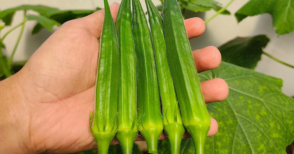 Đậu bắp vị thuốc quý dân dã giúp hạ đường huyết và bảo vệ tim mạch
