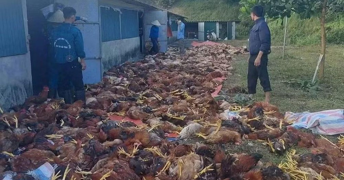 Hơn 3.000 con gà sắp xuất bán chết do chập điện