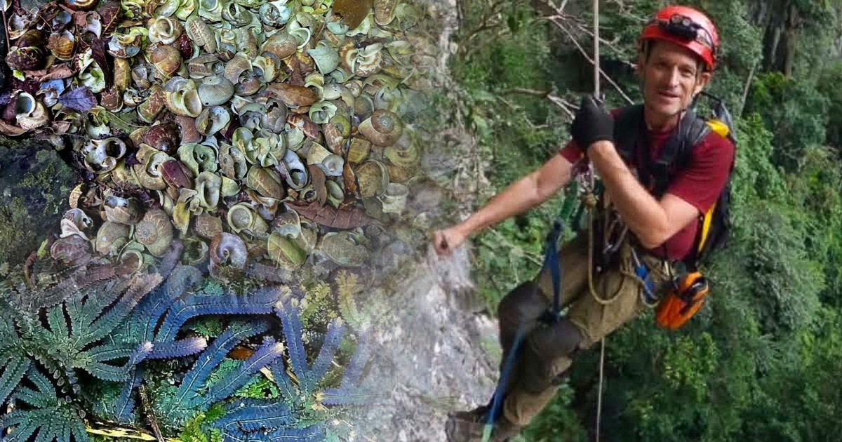 Có gì trong hố sụt khổng lồ mới phát hiện ở Phong Nha?