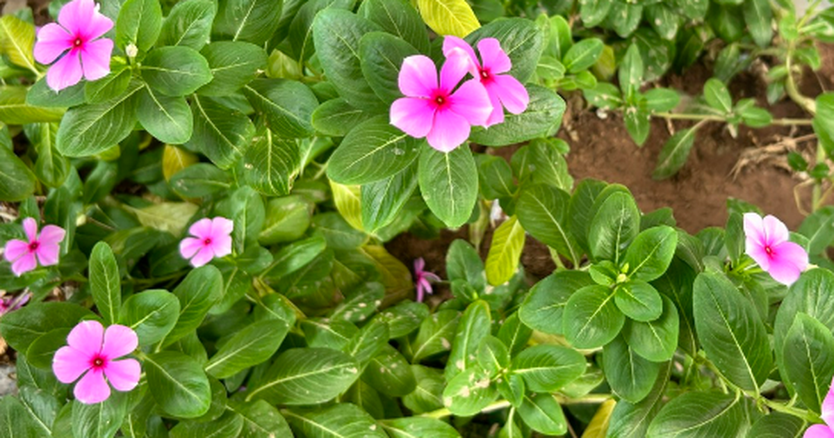 9 bài thuốc chữa bệnh thường gặp từ cây dừa cạn