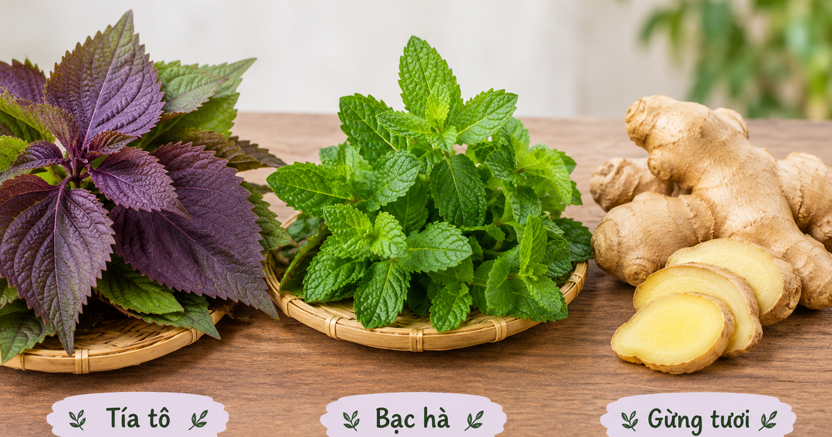 3 cây thuốc nam chữa cảm cúm, giảm đau nhức cơ thể
