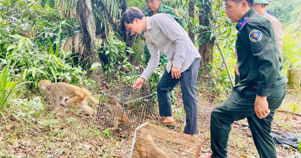 Thả nhiều cá thể động vật hoang dã quý hiếm về rừng