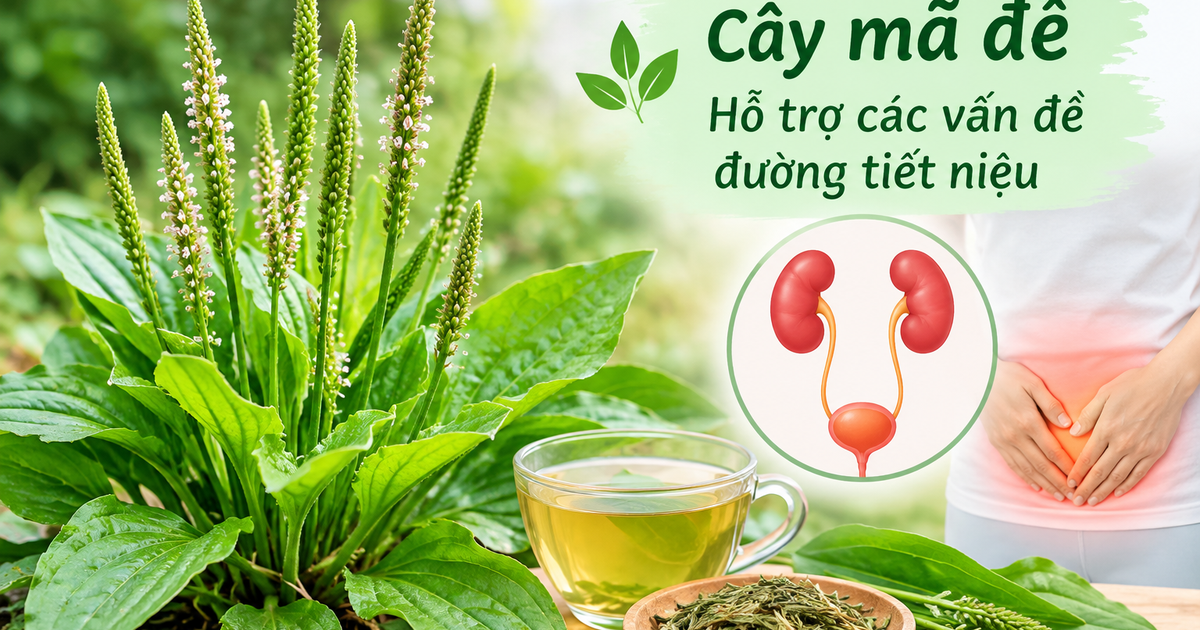 Lợi ích chữa bệnh của cây mã đề