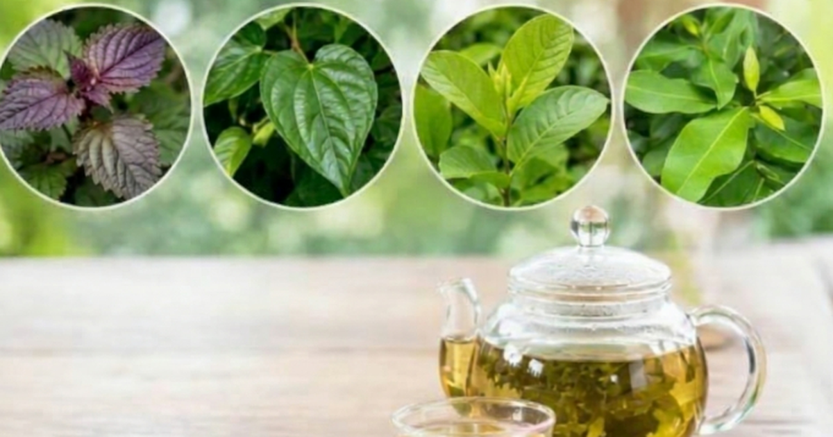 4 loại lá thảo dược trong vườn giảm acid uric tốt cho người bệnh gout (gút)