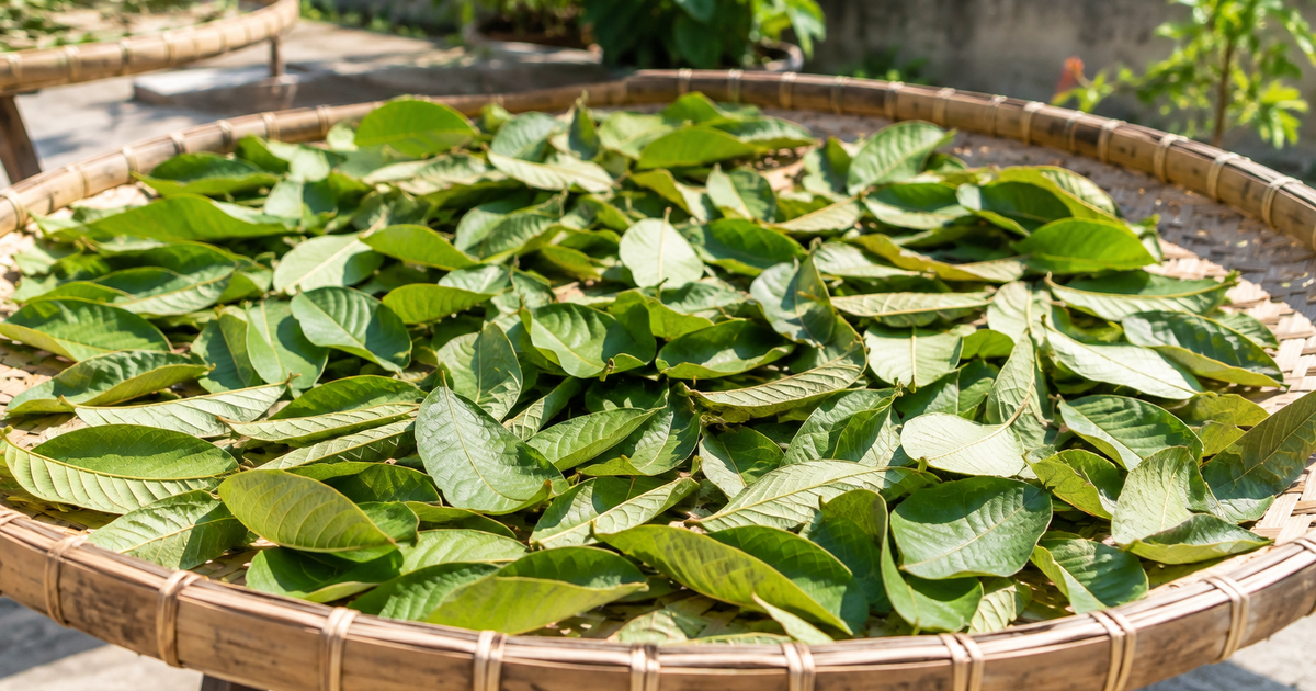Lá ổi sấy hay phơi nắng tốt hơn để pha trà?