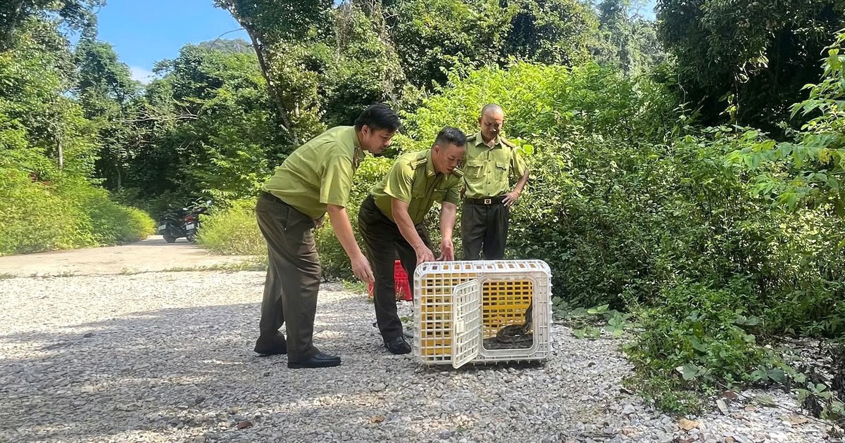Thả 2 cá thể trăn đất quý hiếm về môi trường tự nhiên