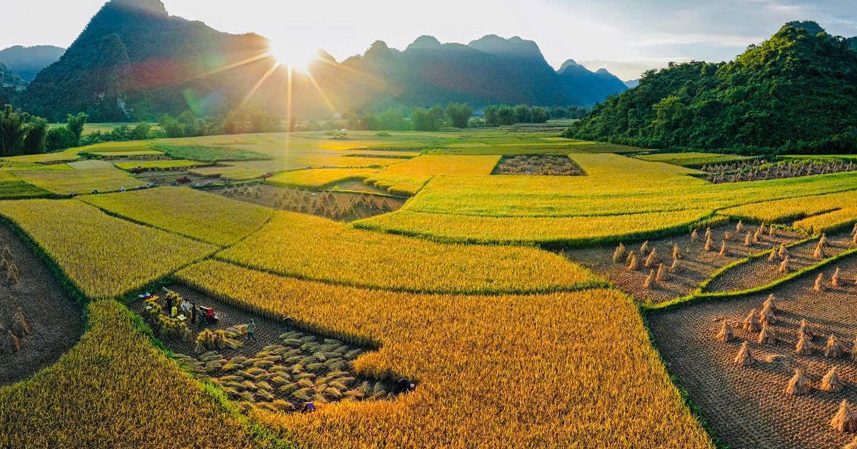 Mùa vàng rực rỡ ở Trùng Khánh, Cao Bằng