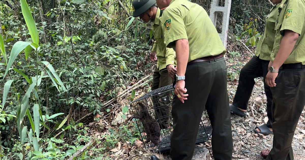 Nhiều loài động vật hoang dã quý, hiếm ở Khánh Hòa được thả về rừng tự nhiên