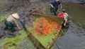 Làng Thủy Trầm hối hả thu hoạch cá chép đỏ ngày Tết ông Công ông Táo