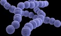 Liên cầu khuẩn nhóm A (Streptococcus) khiến 6 trẻ em ở Anh quốc thiệt mạng nguy hiểm thế nào?