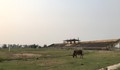 Dự án trung tâm văn hóa hơn 21 tỷ đồng ở Huế thành nơi chăn thả trâu bò