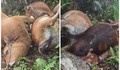 Sét đánh chết 6 con bò của một gia đình nông dân vùng cao
