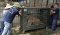 Bàn giao 6 con hổ được nuôi nhốt gần 20 năm
