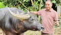 Công phu nghề săn trâu chiến
