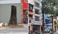 Vụ cây sao đen 100 tuổi ở Hà Nội bị đốn hạ: Đã rõ nguyên nhân 