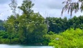 Video mãn nhãn những đàn cò trắng tung cánh khắp cánh đồng ở Huế