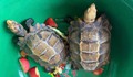 Phát hiện hai cá thể rùa quý hiếm trong khuôn viên đền