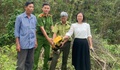 Chim hồng hoàng quý hiếm xuất hiện ở khu dân cư