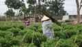 Nông dân xứ Huế 'chạy đua' với thời gian cho vụ hoa quan trọng nhất năm