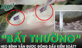 Vì sao heo gia công cho công ty C.P có dấu hiệu ‘bất thường’  vẫn được đóng dấu kiểm soát?