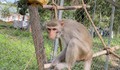 Nơi ‘nghỉ dưỡng’ của động vật quý hiếm ở Tây Nguyên có gì đặc biệt?