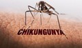 WHO cảnh báo nguy cơ lây lan cao của virus Chikungunya