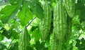 5 loại đồ uống tự làm giúp kiểm soát đường huyết cao