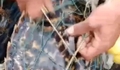 Ngư dân Cô Tô cứu rùa biển quý hiếm, thả về tự nhiên