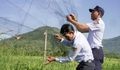 Lợi ích của chim yến và nỗi ám ảnh 'lưới tàng hình'