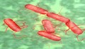 Bùng phát bệnh Salmonella tại nhiều bang ở Mỹ