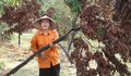 Cây chết khô sau bão, người dân làng cây cảnh ở Nghệ An lo mất Tết