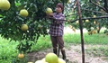 'Thủ phủ' bưởi Phúc Trạch vào vụ thu hoạch