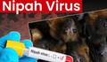 Tăng cường biện pháp y tế trước nguy cơ virus Nipah lây lan