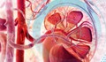 Hy vọng về thuốc trị dứt điểm chứng viêm thận lupus chết người bị dập tắt?