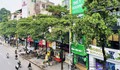 Tại sao Hà Nội trồng nhiều cây hoa sữa?