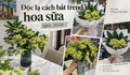 Độc lạ cách 'bắt trend' hoa sữa 20/10: Người xin hoa về cắm, người bó mang tặng