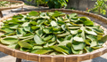 Lá ổi sấy hay phơi nắng tốt hơn để pha trà?