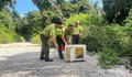 Thả 2 cá thể trăn đất quý hiếm về môi trường tự nhiên