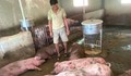 Sét đánh trúng đàn lợn hơn 50 con đang chờ xuất bán, nông dân trắng tay