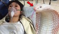 Bị rắn trắng cắn khi đang hái chè, nữ công nhân cấp cứu nguy kịch