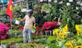 Người dân TPHCM nô nức trang hoàng nhà cửa, tất bật sắm mai, đào đón Tết