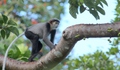 Những 'gia đình' voọc chà vá chân đen quý hiếm sinh sống tại Khánh Hòa