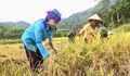 Video: Đồng bào Chứt vùng biên viễn thu hoạch những bông lúa vàng trĩu hạt