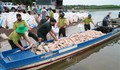 Hơn 100 tấn cá chết trên hồ Trị An