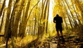 Bí mật gây 'chấn động' trong rừng dương lá rung lâu đời nhất thế giới